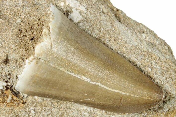 Large, Mosasaur (Mosasaurus) Tooth In Rock - Morocco #259762